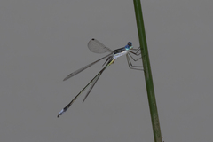 Lestes pallidus