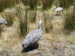 Cereopsis novaehollandiae