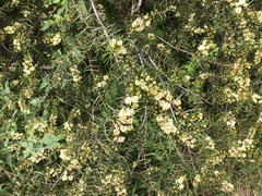 Acacia rupicola