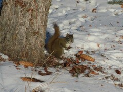 Tamiasciurus hudsonicus