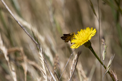 Taractrocera papyria