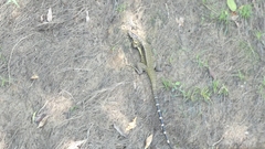 Tupinambis teguixin