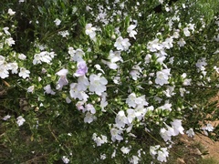 Prostanthera behriana