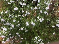 Prostanthera behriana