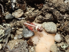 Phaulacridium otagoense