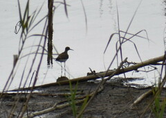 Tringa solitaria