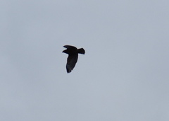 Buteo lineatus