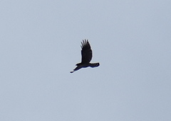 Buteo lineatus