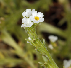 Plagiobothrys stipitatus