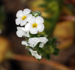 Plagiobothrys stipitatus