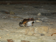 Leptodactylus pentadactylus