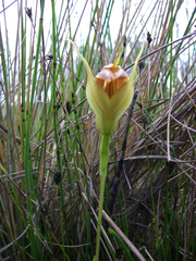 Pterostylis papuana