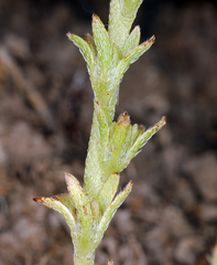 Plagiobothrys stipitatus