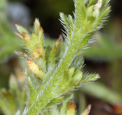 Plagiobothrys stipitatus