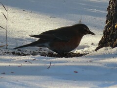 Turdus migratorius