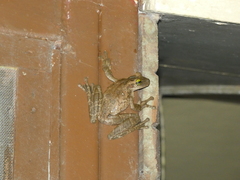 Osteocephalus deridens