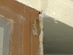 Osteocephalus deridens