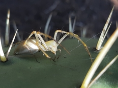 Peucetia