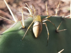 Peucetia