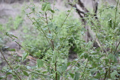 Abutilon trisulcatum