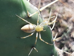Peucetia