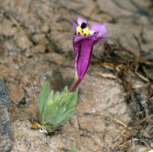 iNaturalist observation photo of tricolor monkeyflower