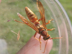 Polistes apachus texanus