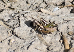 Paraidemona
