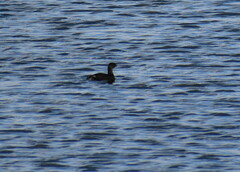 Podilymbus podiceps