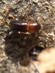 Microperus eucalypticus