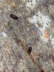 Microperus eucalypticus