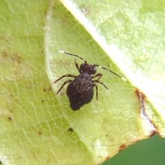 Ptenothrix italica