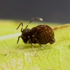 Ptenothrix italica