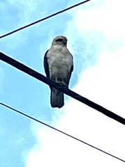 Buteo solitarius