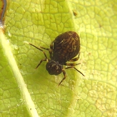 Ptenothrix italica