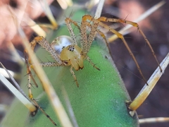 Peucetia