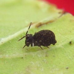 Ptenothrix italica