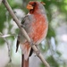 Northern Cardinal × Pyrrhuloxia - Photo (c) Cheryl Rosenfeld, some rights reserved (CC BY-NC), uploaded by Cheryl Rosenfeld