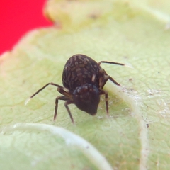 Ptenothrix italica
