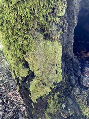 Physconia perisidiosa