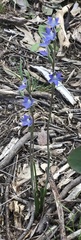 Thelymitra glaucophylla
