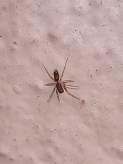 Coleosoma acutiventer