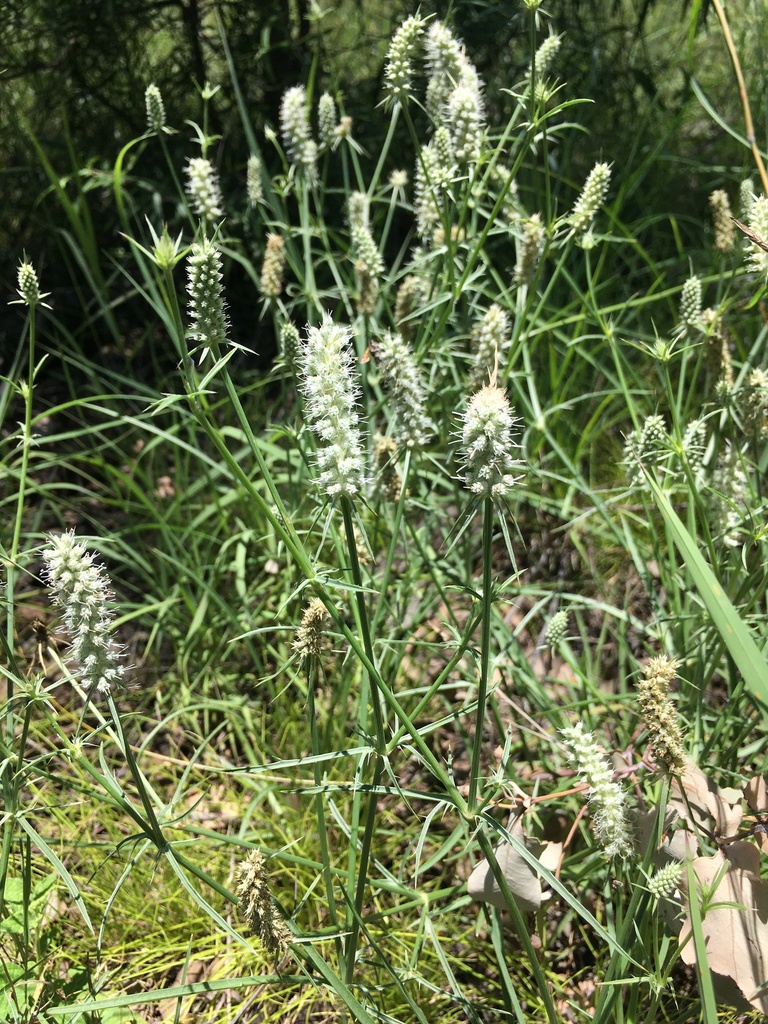 Eryngo