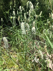 Eryngium plantagineum