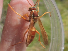Polistes apachus texanus
