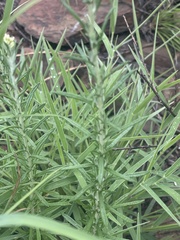 Helichrysum athrixiifolium