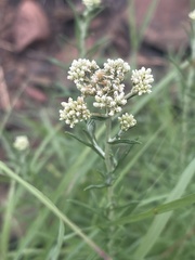 Helichrysum athrixiifolium