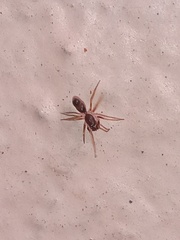 Coleosoma acutiventer