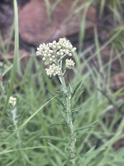 Helichrysum athrixiifolium