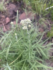 Helichrysum athrixiifolium